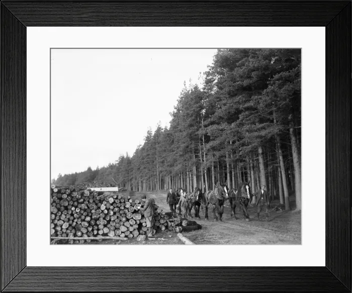 Framed Print : Lumber Jacks and Lumber Jills seen here leading the horses that will haul the cut timber Framed Print : Lumber Jacks and Lumber Jills seen here leading the horses that will haul the cut timber