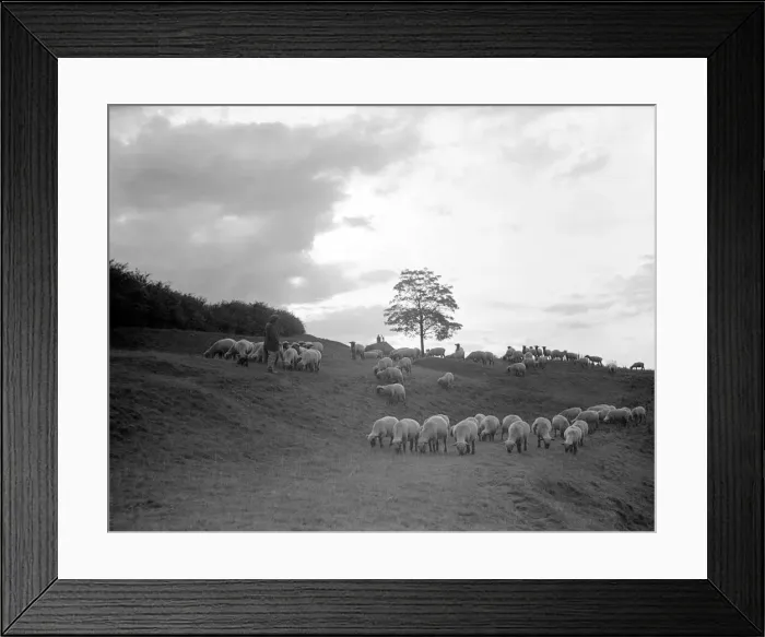 Framed Print : A shepherd surveys his flock at the end of the day. June 1935 P23077 Framed Print : A shepherd surveys his flock at the end of the day. June 1935 P23077