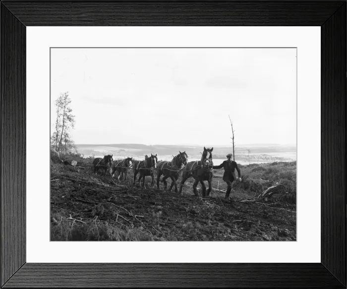 Framed Print : A team of heavy horses haul out lumber from the forest. Circa 1945 Framed Print : A team of heavy horses haul out lumber from the forest. Circa 1945