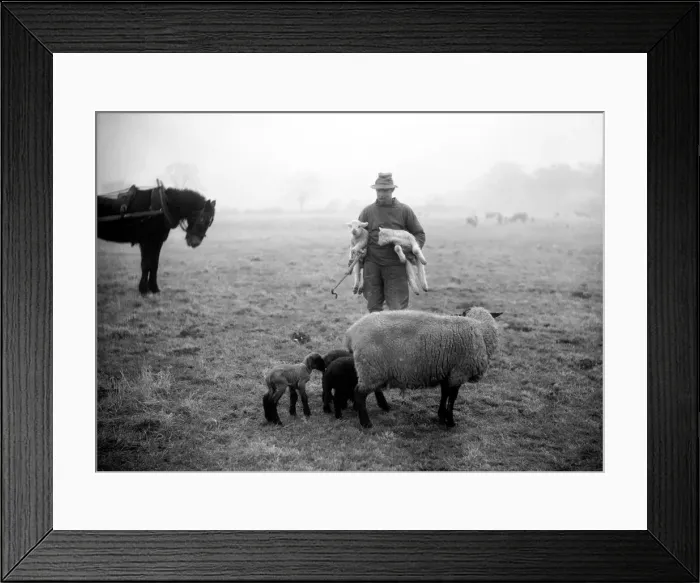 Framed Print : The shepherd adopts a family at Woodhaven Mortimer, Malden, Essex Framed Print : The shepherd adopts a family at Woodhaven Mortimer, Malden, Essex