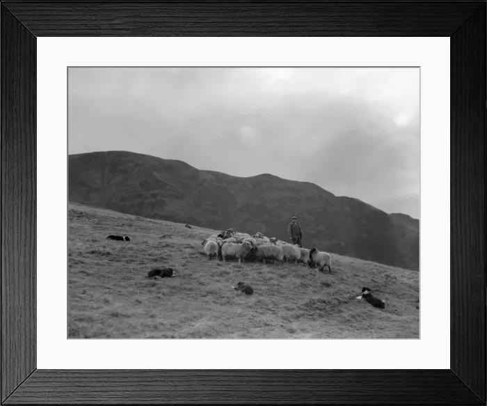 Framed Print : A Shepherd with his border collie sheep dogs checks his flock on the Cumbrian hills