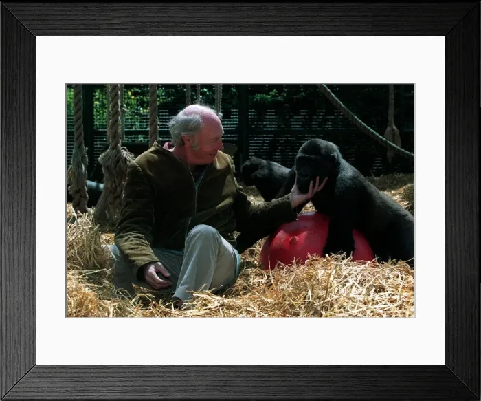 Framed Print : John Aspinall Zoo Owner December 1997 In the Gorilla cage of Howletts Zoo were zoo Framed Print : John Aspinall Zoo Owner December 1997 In the Gorilla cage of Howletts Zoo were zoo
