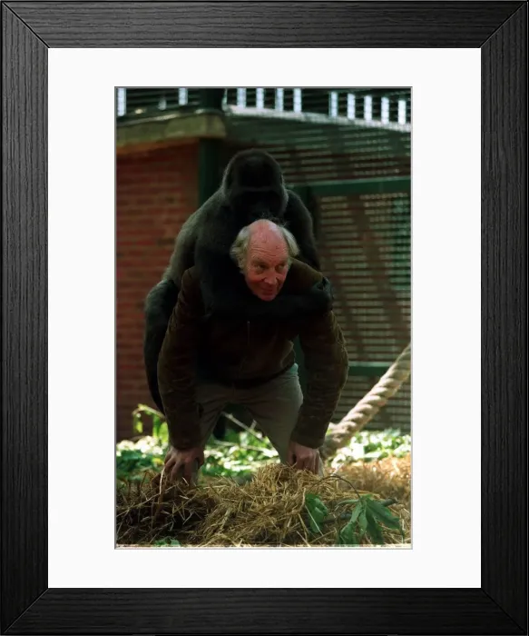 Framed Print : John Aspinall with a gorilla at Howletts Zoo December 1997