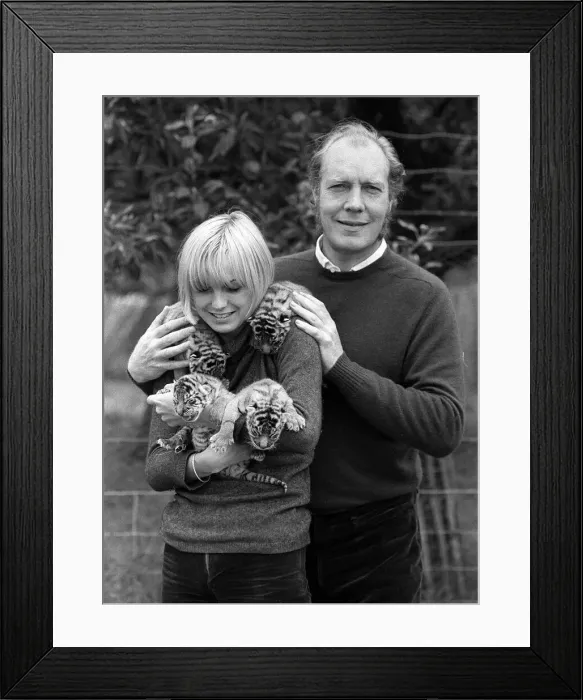 Framed Print : John Aspinall with tiger cubs August 1971 Framed Print : John Aspinall with tiger cubs August 1971
