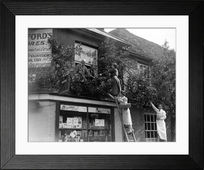 Framed Print : Customers at Bedfords corner shop pick their own pears from the tree the owner has