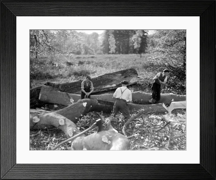 Framed Print : Lumberjacks sawing up felled trees in the New Forest. January 1935. P23104