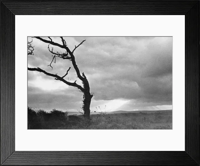 Framed Print : A dead tree is silhouetted against the suns rays on heath land Framed Print : A dead tree is silhouetted against the suns rays on heath land