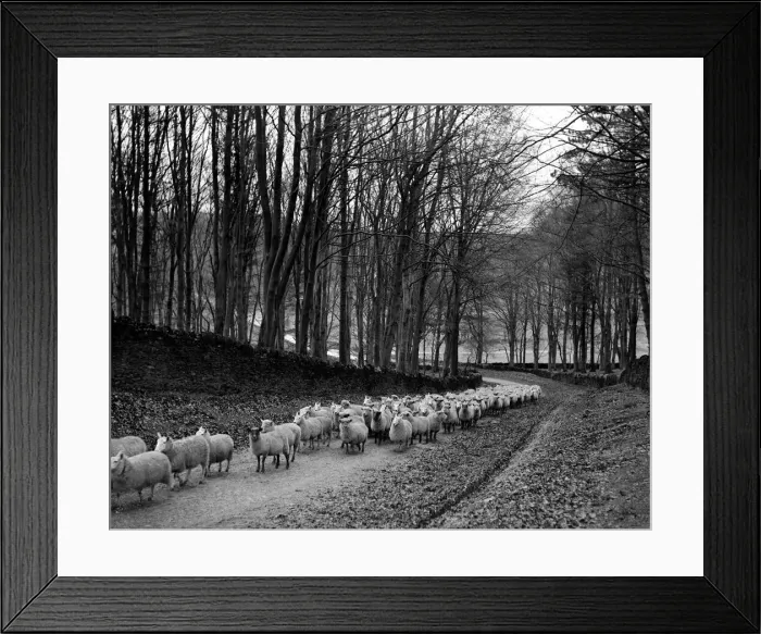 Framed Print : Sheep are brought down from the high pastures to their winter grazing. Circa 1934 Framed Print : Sheep are brought down from the high pastures to their winter grazing. Circa 1934