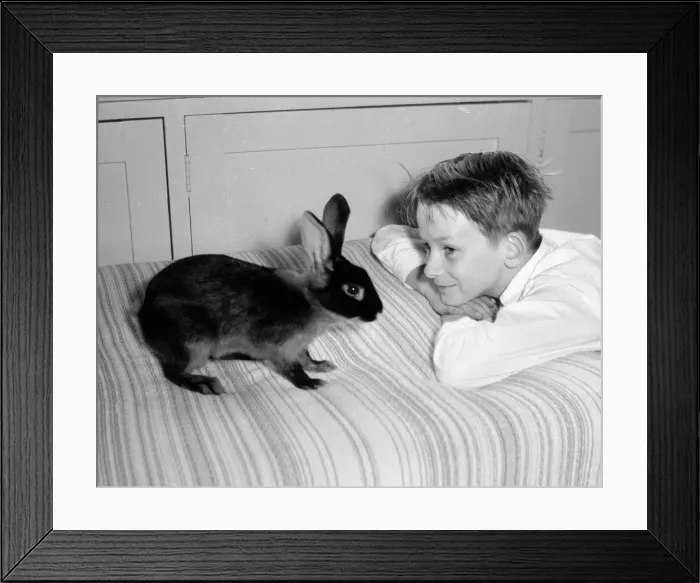 Framed Print : Bernard Alfieri Jnr. Boy with his pet rabbit on his bed. 20th July 1934 Framed Print : Bernard Alfieri Jnr. Boy with his pet rabbit on his bed. 20th July 1934