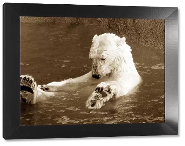 Polar bear floating in water holding his feet and looking forlorn