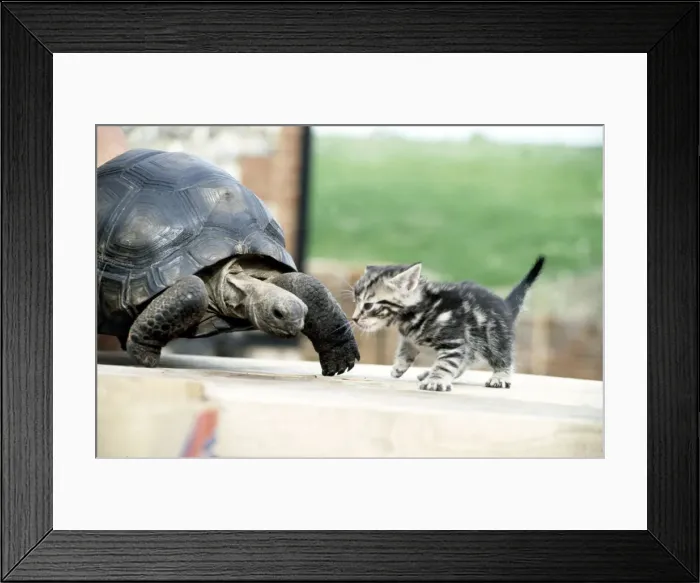 Framed Print : Lightning, the 10 year old giant tortoise, meets a four week old kitten. June 1983 Framed Print : Lightning, the 10 year old giant tortoise, meets a four week old kitten. June 1983