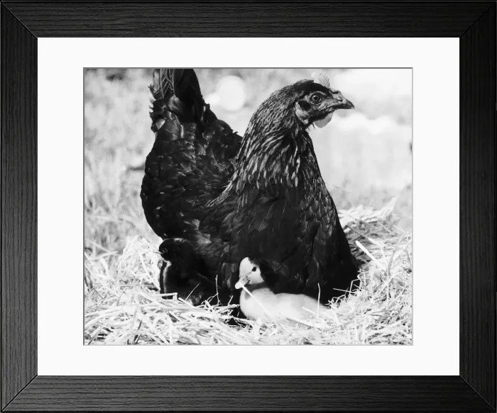 Framed Print : Beakie the Duckling with her adopted hen mother. 6th September 1979 Framed Print : Beakie the Duckling with her adopted hen mother. 6th September 1979