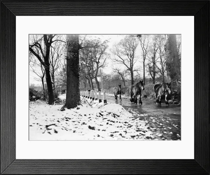 Framed Print : Farm horses pictured in the snow at Shenley, Hertfordshire, January 1935 Framed Print : Farm horses pictured in the snow at Shenley, Hertfordshire, January 1935