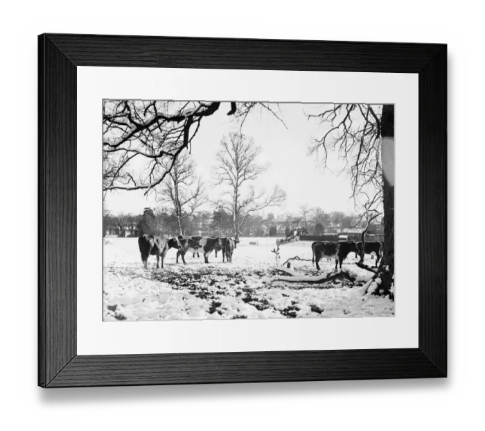 Framed Print : Cattle pictured in the snow at Shenley, Hertfordshire, January 1935