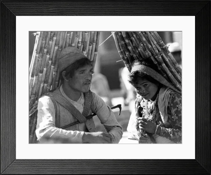 Framed Print : Nepalese couple seen here carrying a load of bamboo in a Katmandu market Framed Print : Nepalese couple seen here carrying a load of bamboo in a Katmandu market