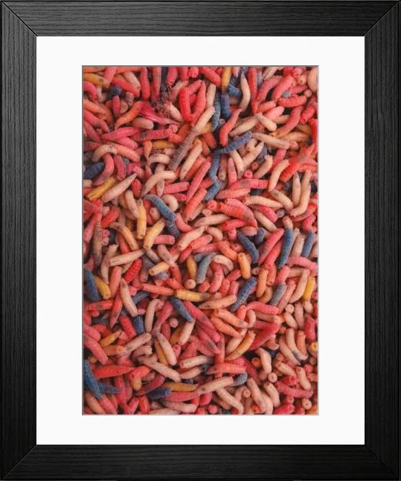 Framed Print : A bucketful of maggots - maggot Framed Print : A bucketful of maggots - maggot