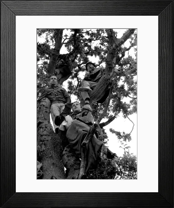 Framed Print : Music Fans watching from up a tree at The Isle of Wight Pop Festival 30th August