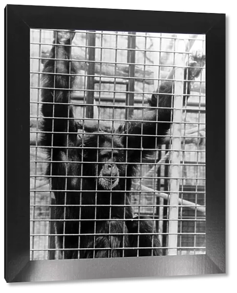 Animals Monkeys Chimpanzee John Aspinall zoo Apr 89 tore off a childs arm