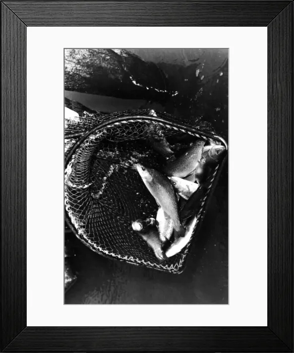 Framed Print : A netful of trout from a fish farm 01  /  07  /  79 circa