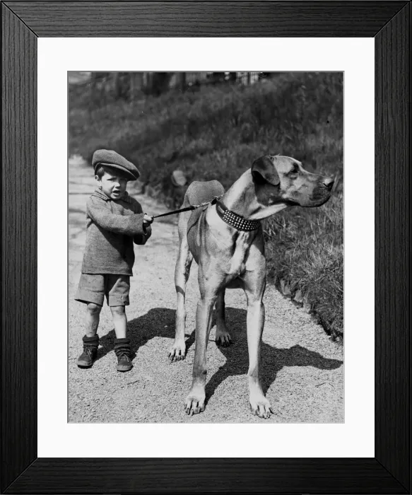 Framed Print : A five year old boy of Edinburgh pictured in Princes Street gardens with his pet dog Framed Print : A five year old boy of Edinburgh pictured in Princes Street gardens with his pet dog