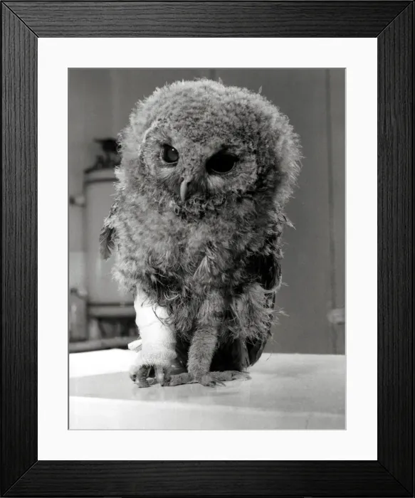 Framed Print : Toots the Owl with an injured leg - April 1969 Waiting for the verdict Framed Print : Toots the Owl with an injured leg - April 1969 Waiting for the verdict