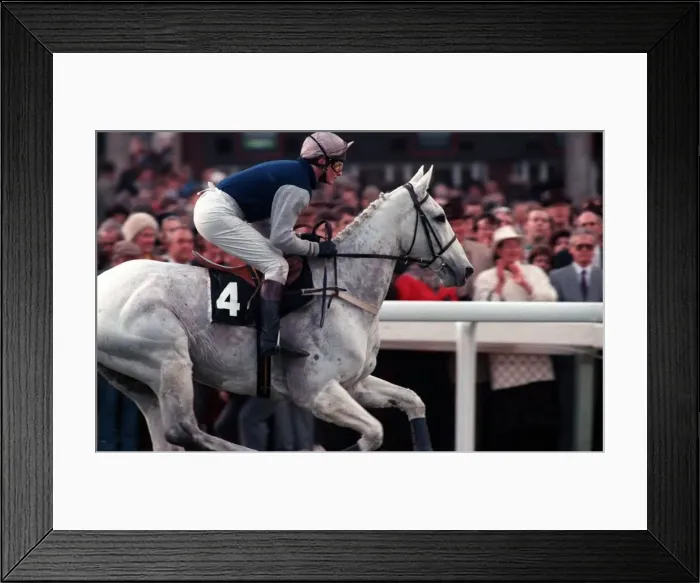 Framed Print : Desert Orchid leads the field in the 1990 Cheltenham Gold Cup race. 17th March 1990