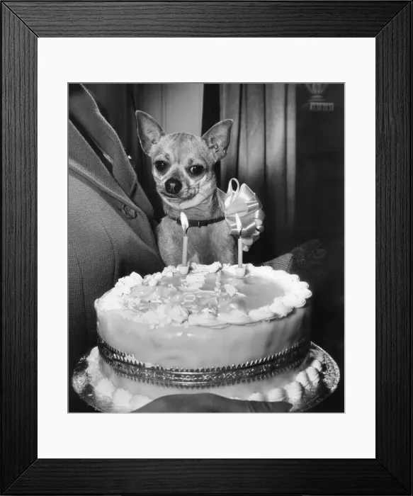 Framed Print : The late actress Coral Brown who threw a birthday party for Charlie her Chohuahua Framed Print : The late actress Coral Brown who threw a birthday party for Charlie her Chohuahua