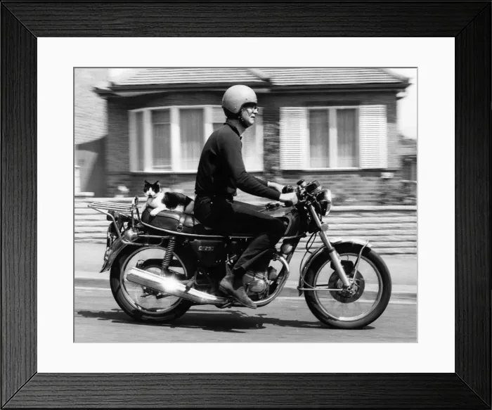 Framed Print : Happy Days... Maurice the cat goes for a spin with Roger on his motorcycle