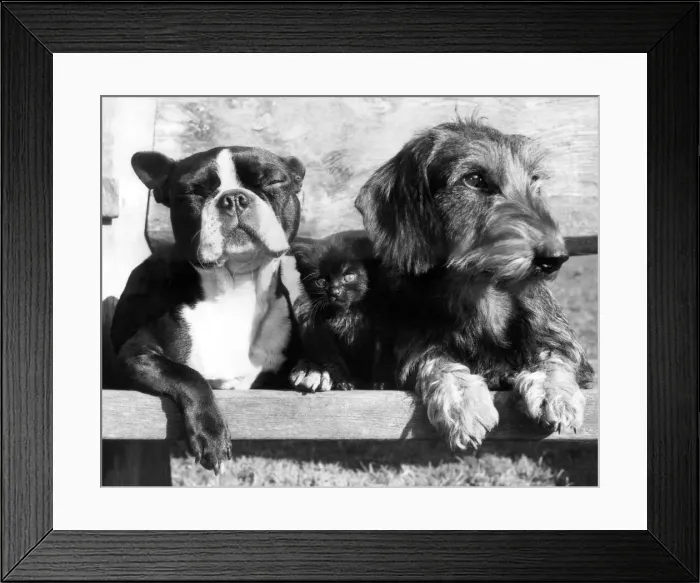 Framed Print : Animals - Dog. Twiggy (now 6 weeks) old and her two doggie friends