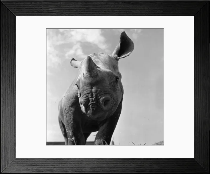 Framed Print : Rhinoceros at Chester Zoo 03 / 09 / 1954 Framed Print : Rhinoceros at Chester Zoo 03 / 09 / 1954