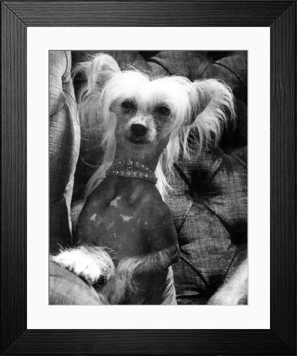 Framed Print : A Chinese crested dog shows off her diamond collar. October 1976 P000348 Framed Print : A Chinese crested dog shows off her diamond collar. October 1976 P000348