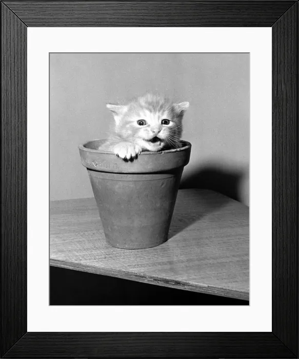 Framed Print : Kittens in flower pots August 1958 Framed Print : Kittens in flower pots August 1958