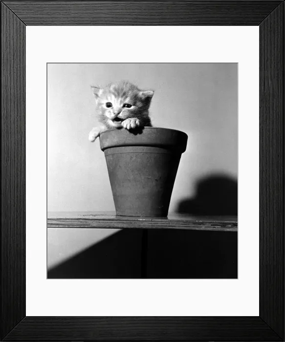 Framed Print : Kittens in flower pots. August 1950