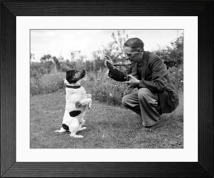 Framed Print : Ben the talking dog belonging to Mr Beissenden of Royston 10  /  8  /  46