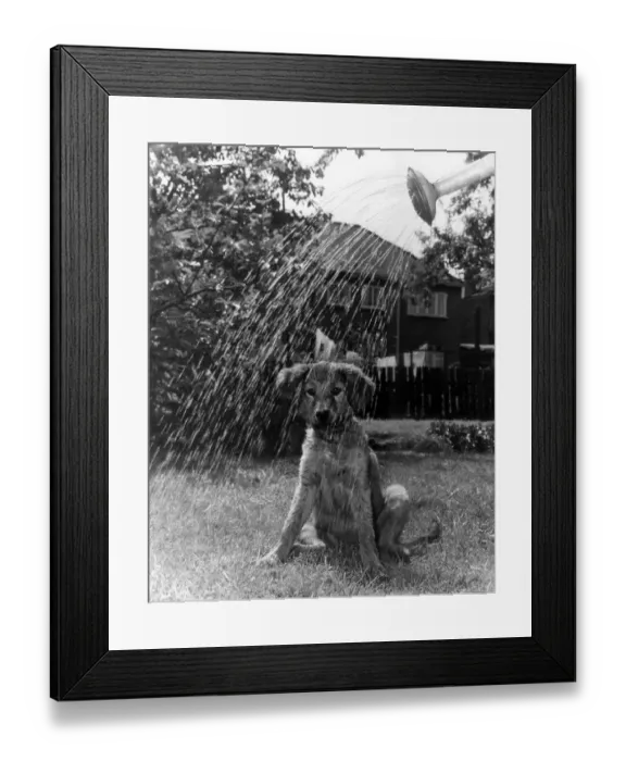 Framed Print : Hot Dog - Cooled Down. 3 months old Peggy, a puppy watched her mistress watering Framed Print : Hot Dog - Cooled Down. 3 months old Peggy, a puppy watched her mistress watering