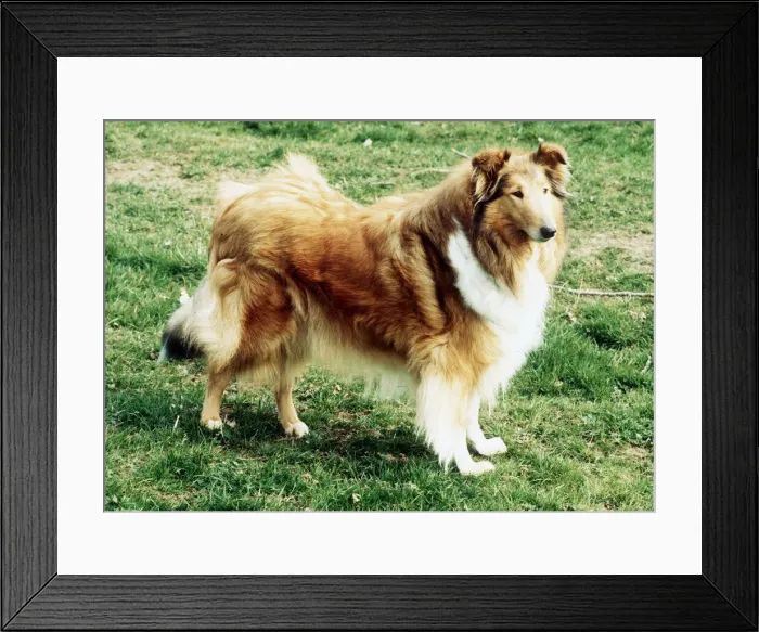 Framed Print : Rough Collie Framed Print : Rough Collie