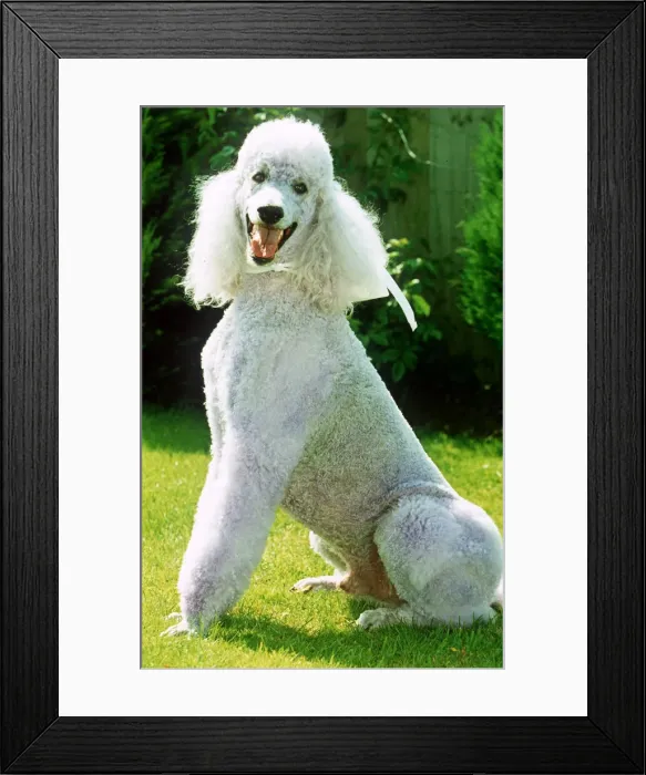 Framed Print : Violet poodle