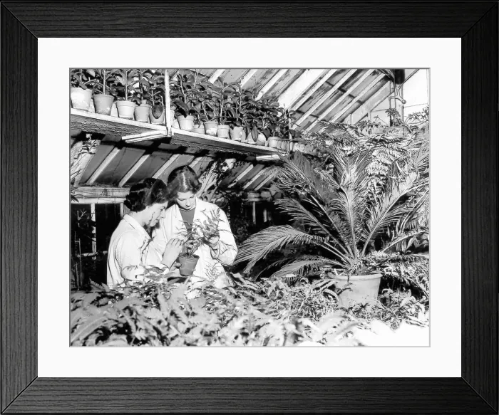 Framed Print : Green fingers - Maureen Thompson and Pamela Murgetyroyd study chromosomes of tropical Framed Print : Green fingers - Maureen Thompson and Pamela Murgetyroyd study chromosomes of tropical