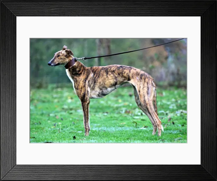 Framed Print : Flash Greyhound Racing Dog, November 1999 owned by Linda Framed Print : Flash Greyhound Racing Dog, November 1999 owned by Linda