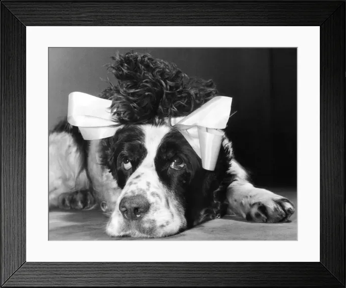 Framed Print : Flush the animal actor feels a little bit worst for wear following the equity christmas Framed Print : Flush the animal actor feels a little bit worst for wear following the equity christmas