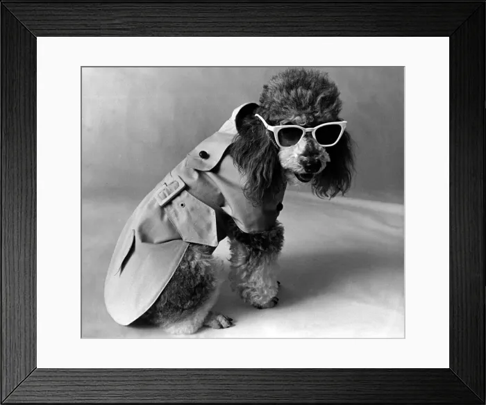 Framed Print : Dog Fashion, Saks department store, NY. Best selling trench coat 7th June 1971 Framed Print : Dog Fashion, Saks department store, NY. Best selling trench coat 7th June 1971