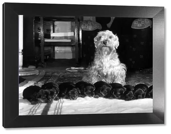 Animals : Dogs : Friendship. 'Bunty'Proudly shows her litter of ten