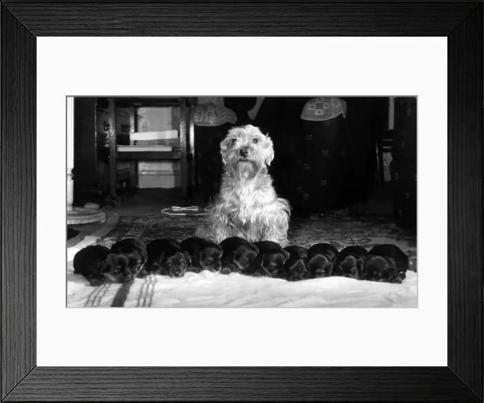 Framed Print : Animals : Dogs : Friendship. Bunty'Proudly shows her litter of ten Framed Print : Animals : Dogs : Friendship. Bunty'Proudly shows her litter of ten