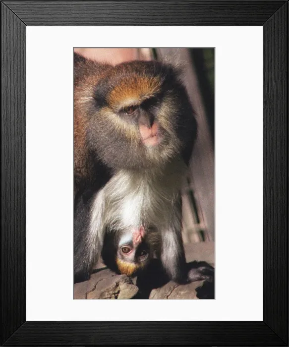 Framed Print : A proud Mona monkey supports her newborn son named Damon at Chessington Zoo Framed Print : A proud Mona monkey supports her newborn son named Damon at Chessington Zoo