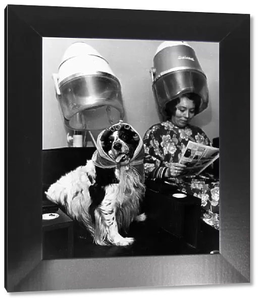 Wendy Haggerty with dog Marcus at Hairdressers 1977