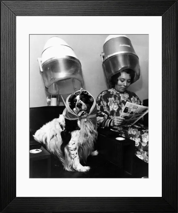 Framed Print : Wendy Haggerty with dog Marcus at Hairdressers 1977 Framed Print : Wendy Haggerty with dog Marcus at Hairdressers 1977