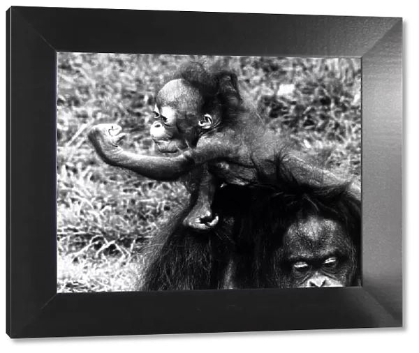Animals - Monkeys - Apes - Orang-utan - Gestures 6 month old orang-outan Bella