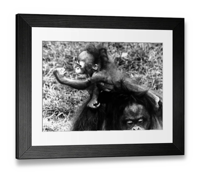 Framed Print : Animals - Monkeys - Apes - Orang-utan - Gestures 6 month old orang-outan Bella