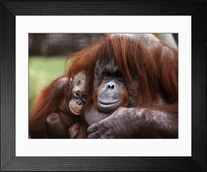 Framed Print : Orang-utan mother and baby April 1991