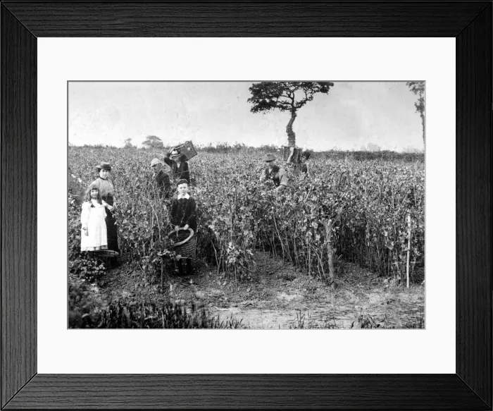 Framed Print : Farming in Wales Circa 1915